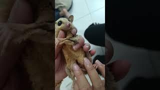 Baby Sugar Gliders in Pouch