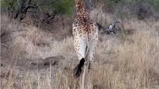 Giraffe trying to save impala from leopard?