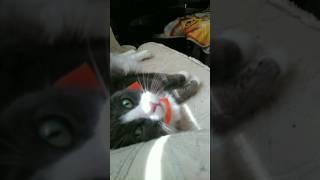 All about bacon  #funnycats #catshorts #cutecat #catvideos