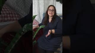 Если корни замиокулькаса гниют , что делать?