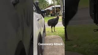 Cassowary Attack! South Mission Beach