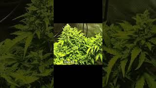 Timelapse Short of 147g Northern Lights autoflower