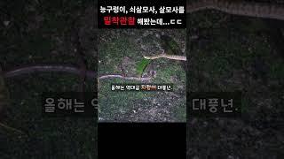 야생의 새끼뱀들은 도대체 뭘 먹고 자랄까?