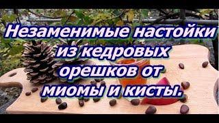 Незаменимые настойки из кедровых орешков от миомы и кисты