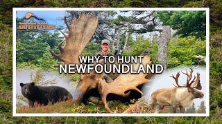 Why Hunt Newfoundland | Amazing Moose Bear Caribou