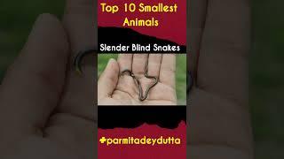 Ten smallest animal| Top ten smallest animal in the world| #shorts #shortsviral #shortsfeed