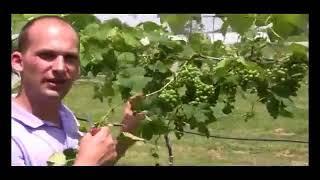 How to Care for Grapes - Fruit Thinning Video