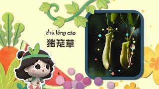 幼儿科普丨认识植物 |猪笼草竟然会设陷阱吃虫子？| Preschool Learning Cartoons |basic science concepts for kids