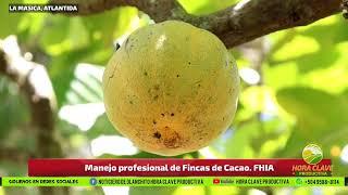 Manejo profesional de fincas de cacao FHIA. Parte 1