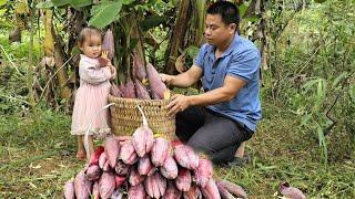 Harvesting wild banana flowers and bring them to the market sell-Cooking, banana flowers salad