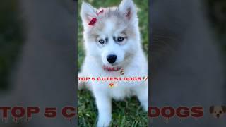 Top 5 cute dogs #puppy #dogs #cute #shorts