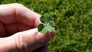 How To Get Rid of Clover in Your Lawn // FAQ's On Lawn Weeds