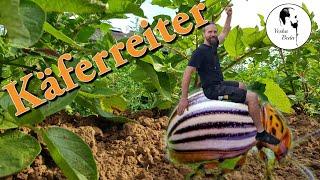 Was wächst denn da alles? - Kartoffelacker Update -