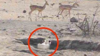 Worst Lion Hunt Fail Ever!