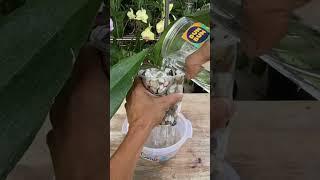 Grow orchids with gravel #Shorts