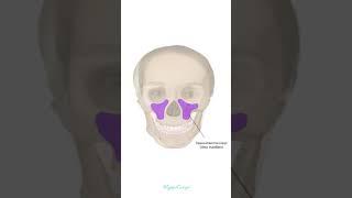 Анатомия на синусите | Максиларни синуси | #анатомия #зъболекар #бъдещлекар #стоматолог #medstudent