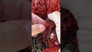 Come explore this Red Beard Sponge with me!