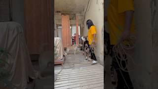 Dog want to eat goatnew bakra le lia ️ #ytshorts #cow #dogleg #qurbani2025 #goatfarm #bakra