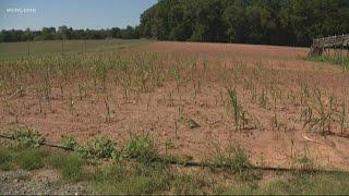 Amazing Maize Maze will not open this year