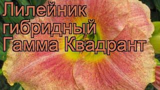 Лилейник гибридный Гамма Квадрант  обзор: как сажать, рассада лилейника Гамма Квадрант