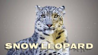 Snow leopard sounds