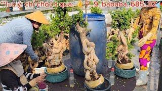 Bonsai Hoa Giấy Mỹ  350k  0933368532linhsamnuitraihuonguyetquehongocmaichieuthuykimquytunghoatrang