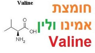 חומצת אמינו ולין, ואלין תוסף מזון, ואלין חומצת אמינו, Valine, קובי עזרא חומצות אמינו, קובי עזרא