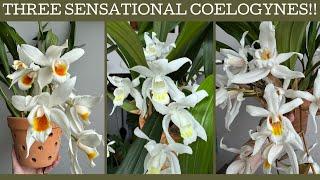 Three sensational Coelogynes in bloom!