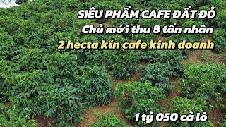 Siêu phẩm đất đỏ bazan, cafe kinh doanh mạnh, tổng diện tích 2 hecta bán gấp