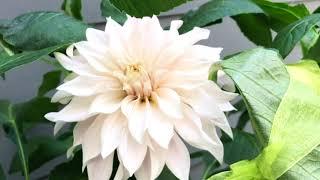 Dahlia Cafe Au Lait First Bloom