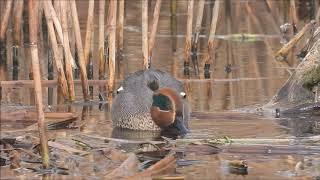 Cyraneczka / Eurasian Teal