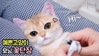 예쁜고양이 베리의 아침 (브리티쉬숏헤어 골드) cat vlog