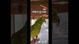 앵그리버드 별이 ,~~~별이야?? 왜?? 화가났어??         아빠가 뭐잘못했어?
