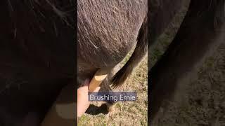 Groom a Donkey #shorts #animals #donkey #asmr