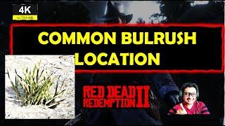 How to find Common Bullrush Red Dead Online | Common Bullrush Location