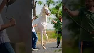 Beautiful Nukra Stallion - TOOFAN | #nukra #stallion #shonki #sardar #trending #youtubeshorts