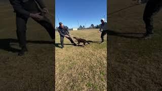 That Re-grip Though!  5 month old GSD Protection #dogtraining #germanshepherd #dog