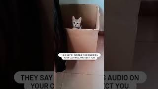 turn this audio on to see if your cat will protect you