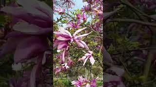 Springtime in Bucharest, Romania | Magnolia