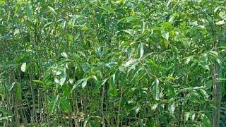 Agarwood plants nursery