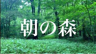 【自然の音】朝の森の音　鳥のさえずりでリラックス！