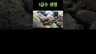 1급수 생명체  #nature