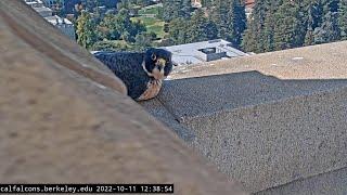 Cal Falcons: Annie's longest visit since the Campanile cleaning  2022 Oct 11