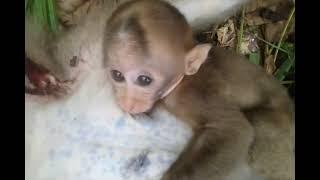 Hunters Rescue Baby Monkey Clinging to Dead Mother