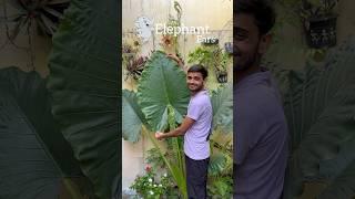 Beautiful Elephant Ears Plant #garden #plants #shorts #foliage