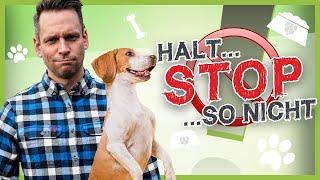 So stoppst du deinen Hund in JEDER Situation (100 % Abbruchsignal)