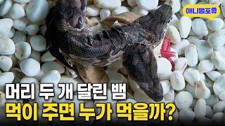 머리 두 개 달린 뱀에게 먹이 주면 누가 먹을까? I KBS 주주클럽 040501 방송