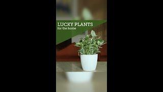 Top Good Luck Plants For Home | Houseplants for Luck, Fortune & Prosperity