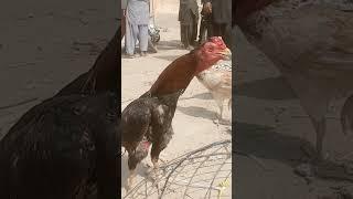 #shorts #big rooster voice #youtubeshorts