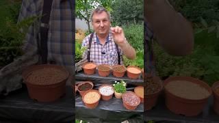 Лучший продавец месяца бонсайных грунтов @Studio.Bonsai #garden #bonsai #shorts #продавец #рынок